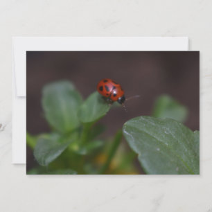 Ladybug auf Blume