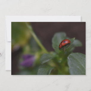 Ladybug auf Blume