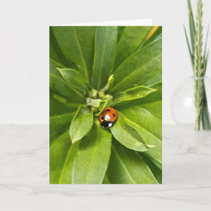 Ladybug auf Blume