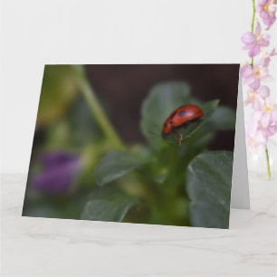 Ladybug auf Blume Karte
