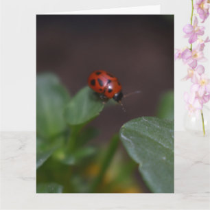 Ladybug auf Blume Karte