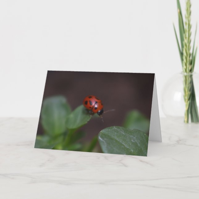 Ladybug auf Blume Karte (Vorderseite)