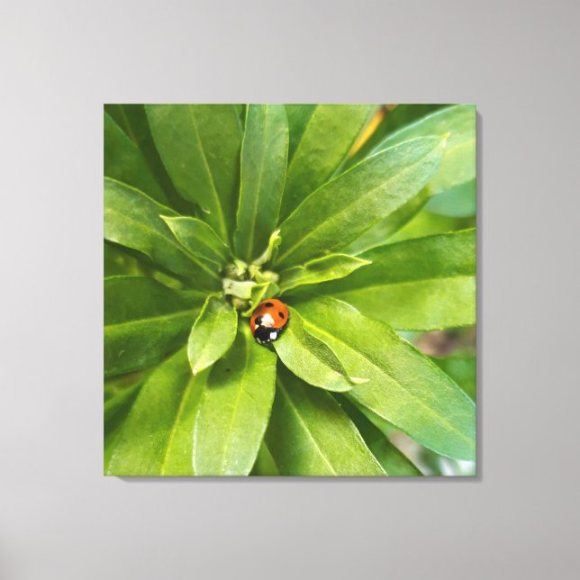 Ladybug auf Blume Leinwanddruck (Vorderseite)