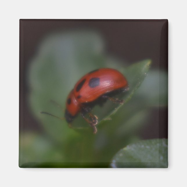 Ladybug auf Blume Magnet (Vorne)