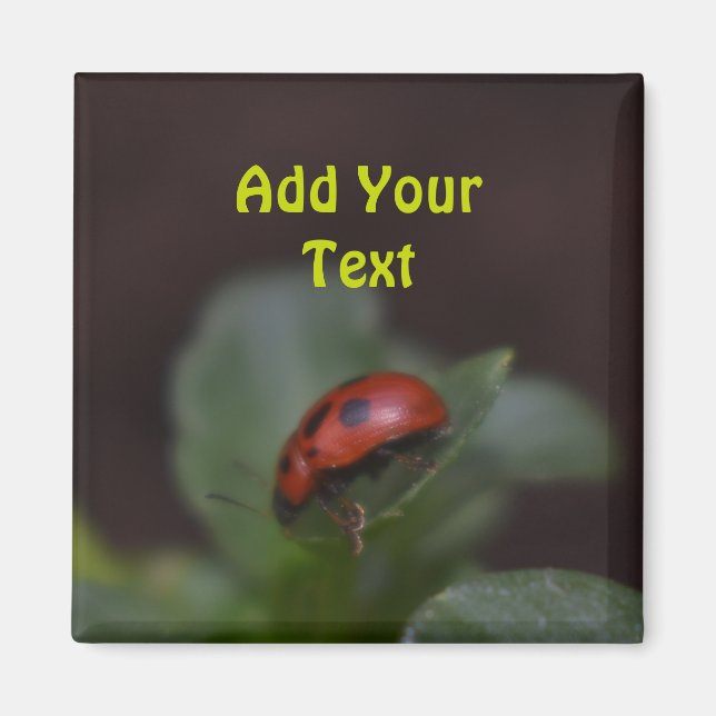 Ladybug auf Blume Magnet (Vorne)