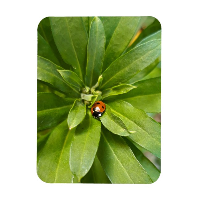Ladybug auf Blume Magnet (Vertikal)