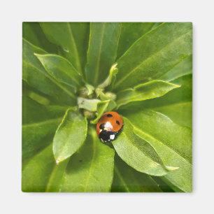 Ladybug auf Blume Magnet