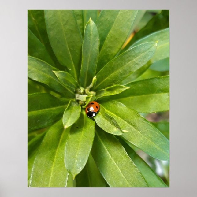 Ladybug auf Blume Poster (Vorne)