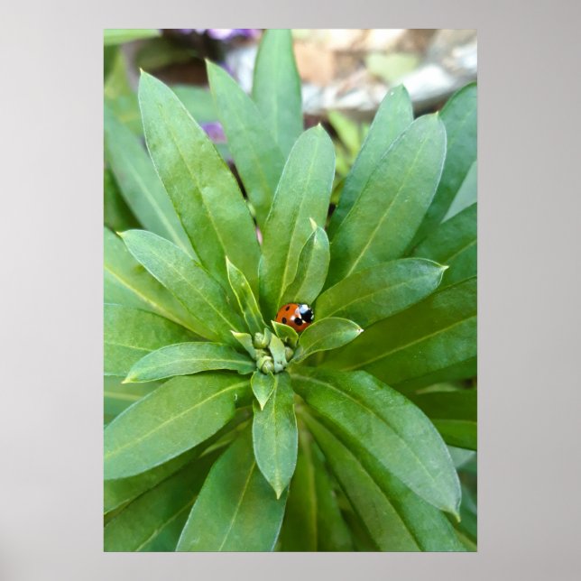Ladybug auf Blume Poster (Vorne)