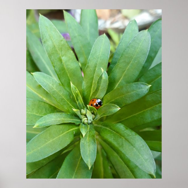 Ladybug auf Blume Poster (Vorne)
