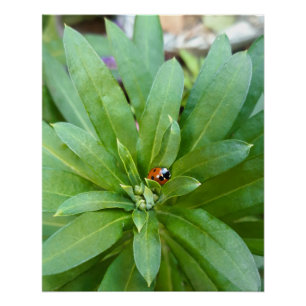 Ladybug auf Blume Poster