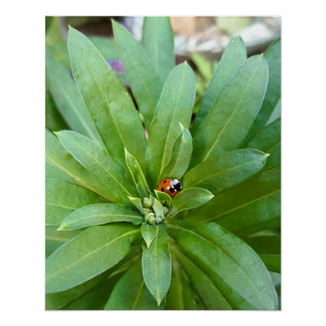 Ladybug auf Blume Poster (Vorderseite)