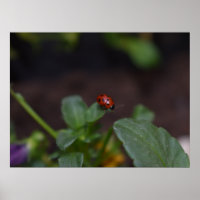 Ladybug auf Blume