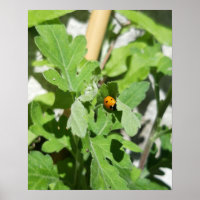 Ladybug auf Blume