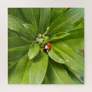 Ladybug auf Blume Puzzle