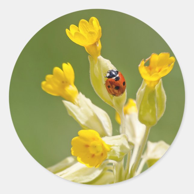 Ladybug auf Cowslips Stickers (Vorderseite)