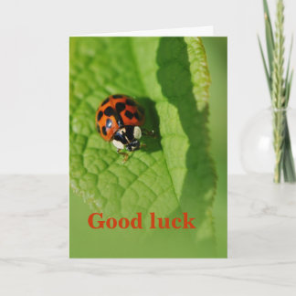 Ladybug auf dem Blatt - Viel Glück Card Karte