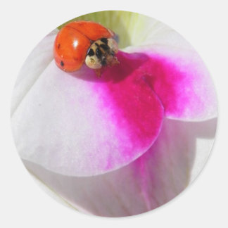Ladybug auf dem Petunia-Aufkleber Runder Aufkleber