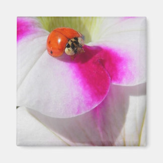 Ladybug auf dem Petunia Magnet