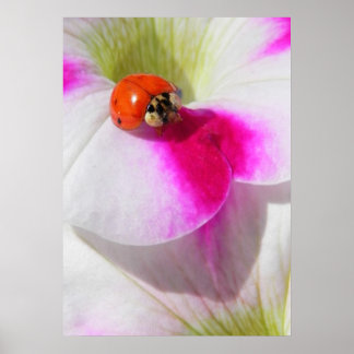 Ladybug auf dem Petunia-Poster Poster