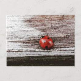 Ladybug auf der Ansichtskarte aus nassem Holz Postkarte