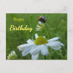 Ladybug auf der Daisy Blume Happy Birthday Postcar Postkarte