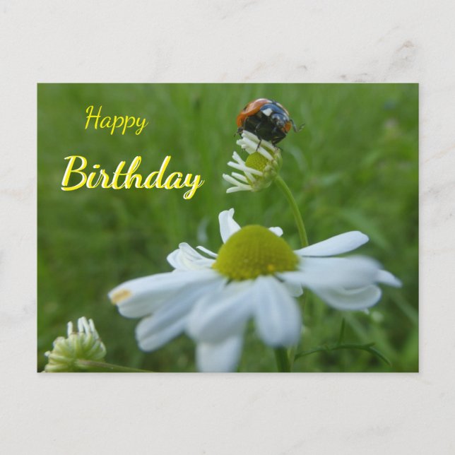 Ladybug auf der Daisy Blume Happy Birthday Postcar Postkarte (Vorderseite)