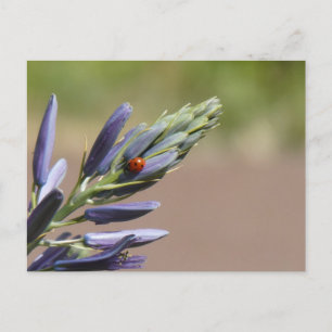 Ladybug auf der DIY-Postkarte der Lila Blume Feiertagspostkarte