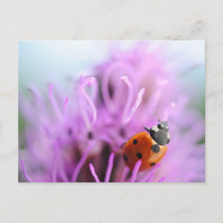 Ladybug auf der lila Blume Postkarte