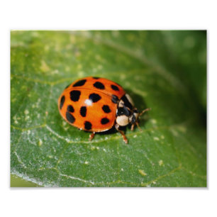 Ladybug auf der linken Seite Nah bis 8x10 Fotodruck