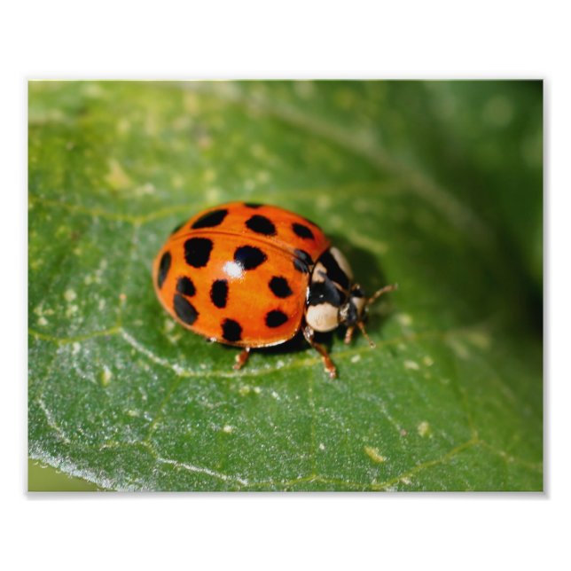 Ladybug auf der linken Seite Nah bis 8x10 Fotodruck (Vorne)