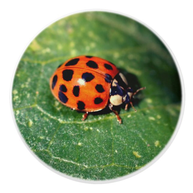 Ladybug auf der linken Seite Nah  Keramikknauf (Vorderseite)