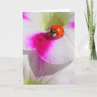 Ladybug auf der Petunia-Grußkarte Karte