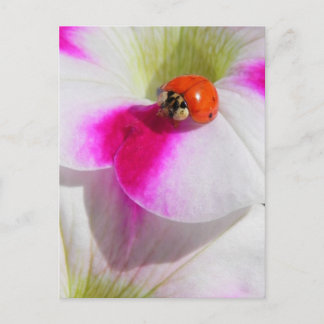 Ladybug auf der Petunia Postkarte