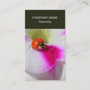 Ladybug auf der Petunia Visitenkarte