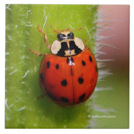 Ladybug auf der Sonnenblumenhalle Fliese