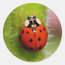 Ladybug auf der Sonnenblumenhalle Runder Aufkleber