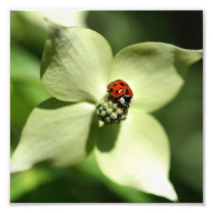 Ladybug auf Dogwood Blume 8x8 Natur Fotodruck