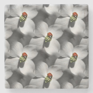 Ladybug auf Dogwood Blume Art Pattern Steinuntersetzer