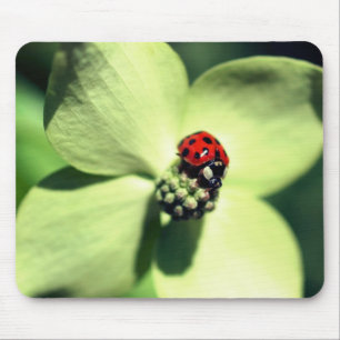 Ladybug auf Dogwood-Blume Mousepad