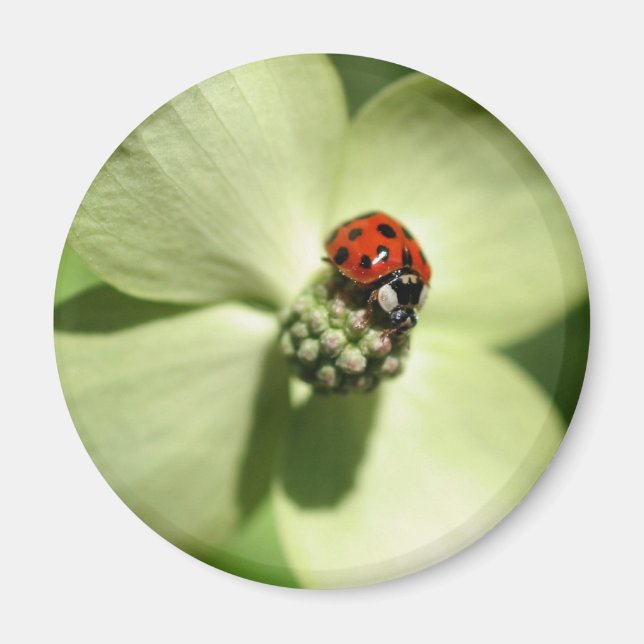 Ladybug auf Dogwood-Blume Naturmagnet Magnet (Vorne)
