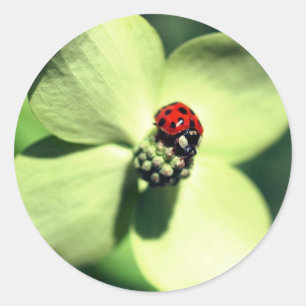 Ladybug auf Dogwood-Blume Runder Aufkleber
