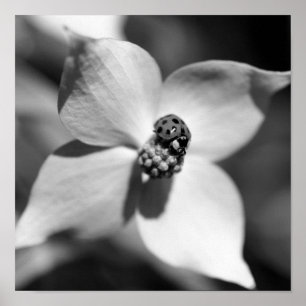 Ladybug auf Dogwood Blume Schwarz-Weiß Poster