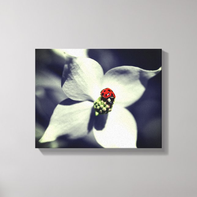 Ladybug auf Dogwood-Blume teilweise Farbe Leinwanddruck (Vorderseite)