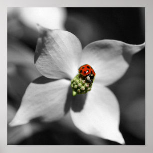 Ladybug auf Dogwood-Blume teilweise Farbe Poster
