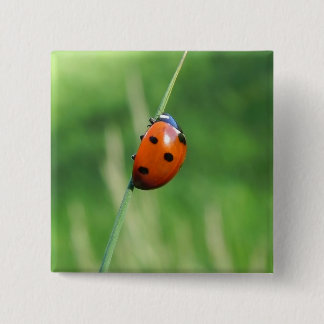 Ladybug auf einem Grashalm Button