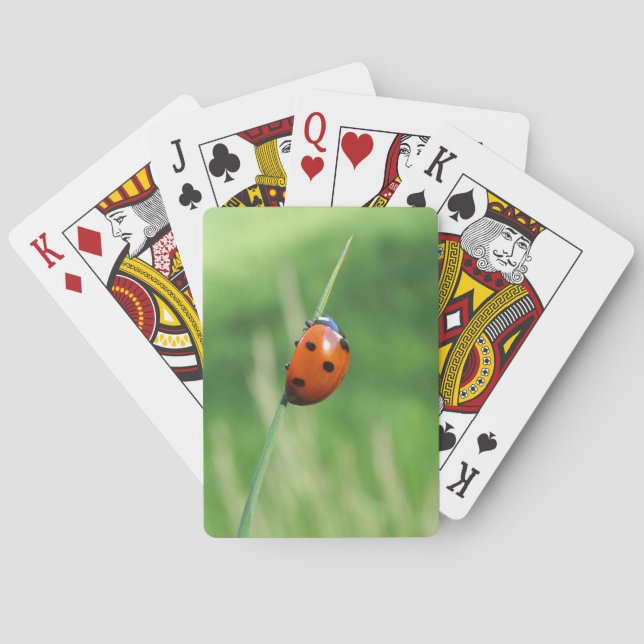 Ladybug auf einem Grashalm, der Karten spielt Spielkarten (Rückseite)