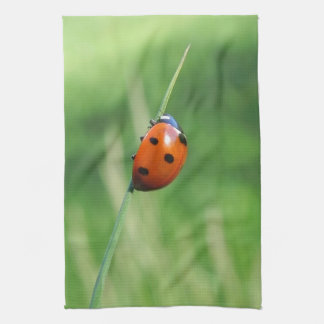 Ladybug auf einem Grashalm Küchentuch