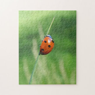 Ladybug auf einem Grashalm Puzzle
