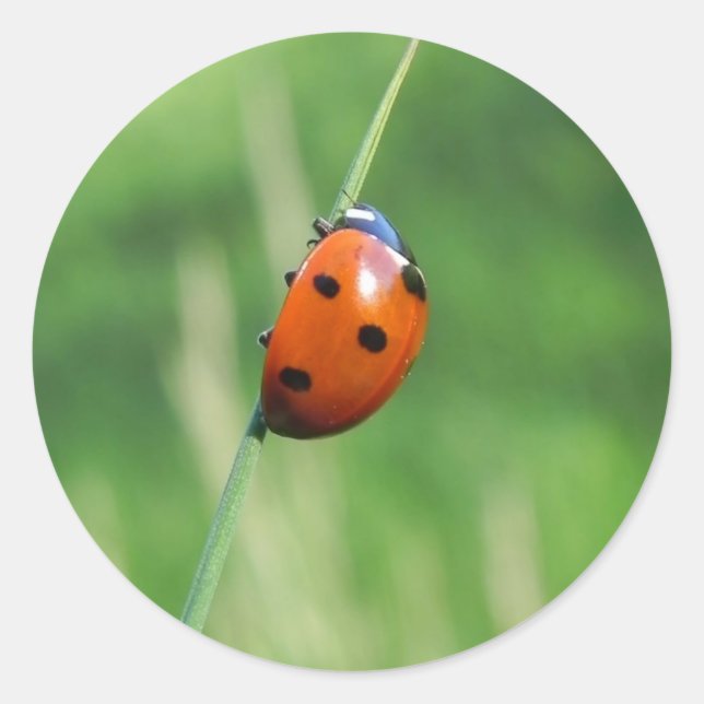Ladybug auf einem Grashalm Runder Aufkleber (Vorderseite)